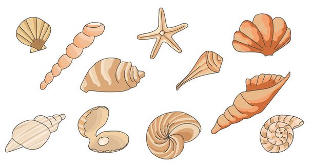  pattern with seashells, vector illustration.Summer concept with seashells and starfish. - Vector, afbeelding
