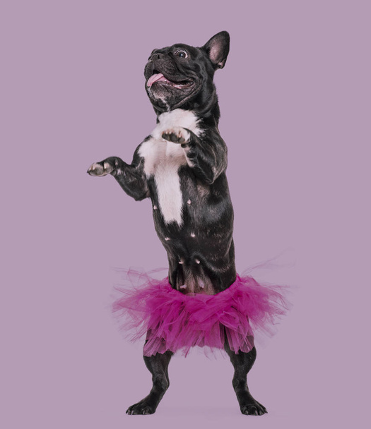 Francês Bulldog, 1,5 anos, dançando em tutu de pé contra fundo roxo
 - Foto, Imagem