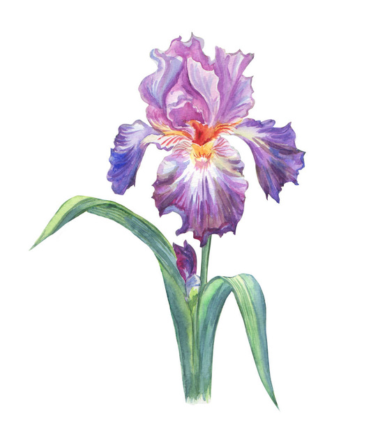 Iris flower with a stem and leaves, watercolor painting on white background, isolated. - Foto, imagen