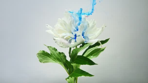 auf schöne Blumen, die Farbe gießen - Filmmaterial, Video