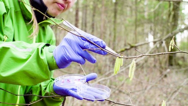 Ecologo scienziato nella foresta che preleva campioni di piante
 - Foto, immagini