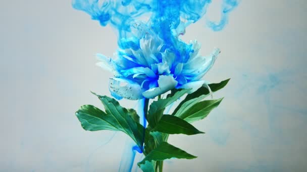 On beautiful flowers pouring paint - Footage, Video