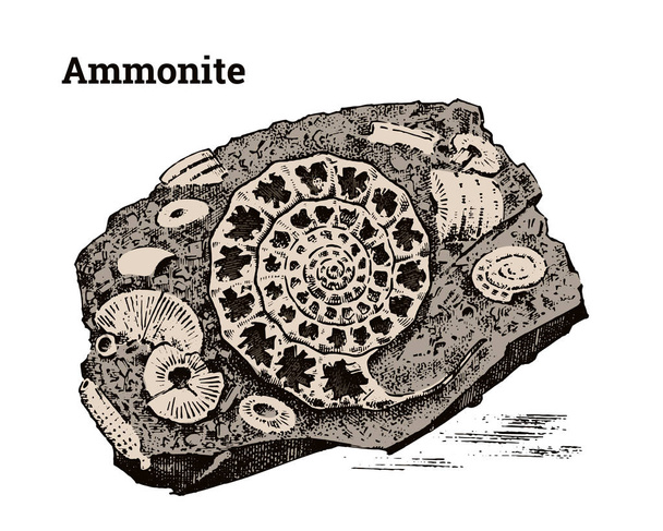 Preserved Ammonite specimen. Fragment fossils, skeleton of prehistoric dead animals in stone. Archeology or paleontology. engraved hand drawn old vintage sketch. Vector illustration. - Vector, Image