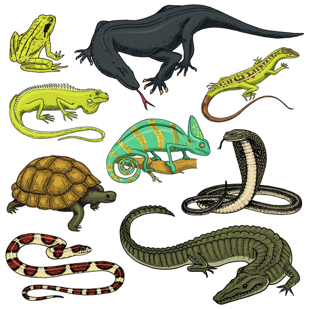 Készlet a hüllők és kétéltűek. Vad krokodil, aligátor és kígyók, idegen rádióadást figyel, gyík, kaméleon, és teknős. Kisállat és trópusi állatok. Vésett kézzel rajzolt régi vintage vázlat. Vektoros illusztráció. - Vektor, kép
