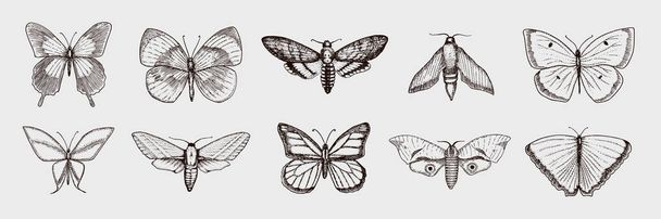 Pillangó vagy vadon élő lepkék a rovarok gyűjteménye. Misztikus szimbólumot vagy entomológiai, a szabadság. Vésett kézzel rajzolt vintage vázlat esküvői meghívók vagy logó. Vektoros illusztráció. Ízeltlábú állatok. - Vektor, kép
