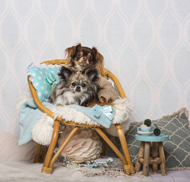 Chihuahua-koirat istuvat tuolilla studiossa, muotokuva
 - Valokuva, kuva