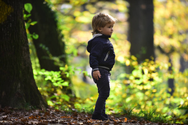 Small boy in autumn forest. Child play on fresh air outdoor. Little prince in fairy tale woods. Autumn vacation and camping. Activity and active rest for kid. - Foto, Bild