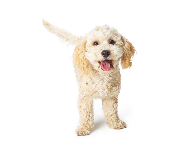 white mixed breed poodle dog with happy expression looking at camera isolated on white background, close-up  - Фото, изображение