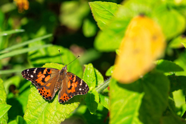 Beautiful orange and black Painted Lady butterfly on green plant leaf - Photo, Image