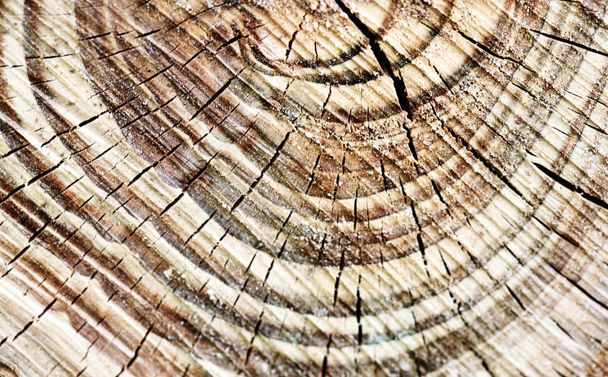 Closeup of wooden background. - Photo, Image