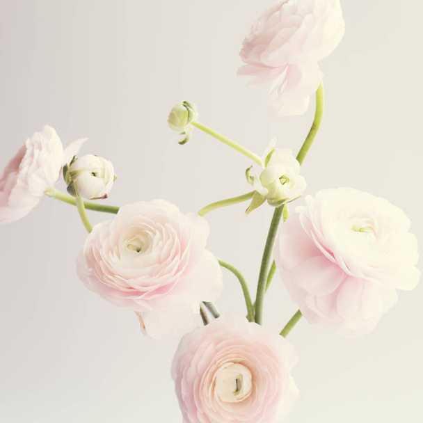 Pale pink ranunculus flowers over clear background - Foto, Imagen