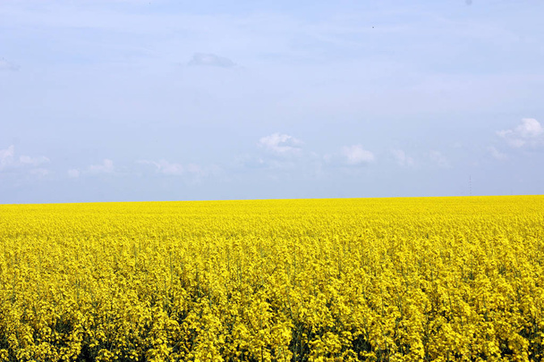 florescendo campo de colza amarelo. contra o céu nublado
 - Foto, Imagem