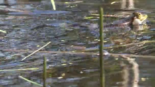 Active breeding games for reptile frog reproduction in swamp, in forest pond - Footage, Video