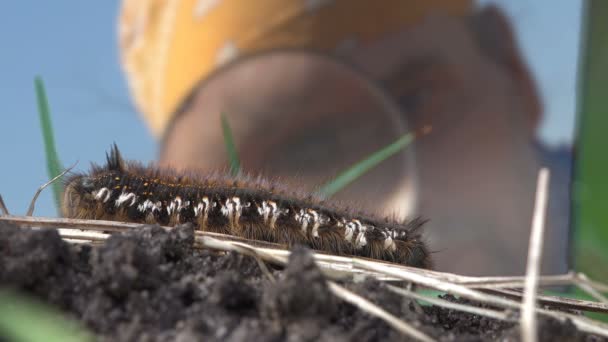 Biológus érett férfi néz ki, a bozontos caterpillar nagyító segítségével - Felvétel, videó