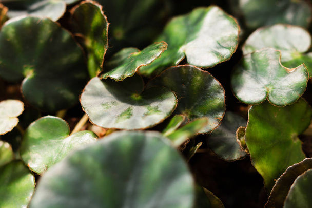 Botanische tuin van Berlijn, Duitsland. Achtergrond van water ivies. Close-up beeld van groene bladeren. - Foto, afbeelding