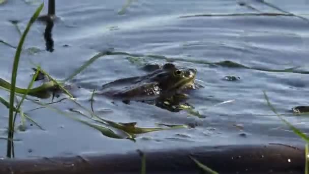 Gry hodowli gadów żaba reprodukcji w bagno, w lesie staw - Materiał filmowy, wideo