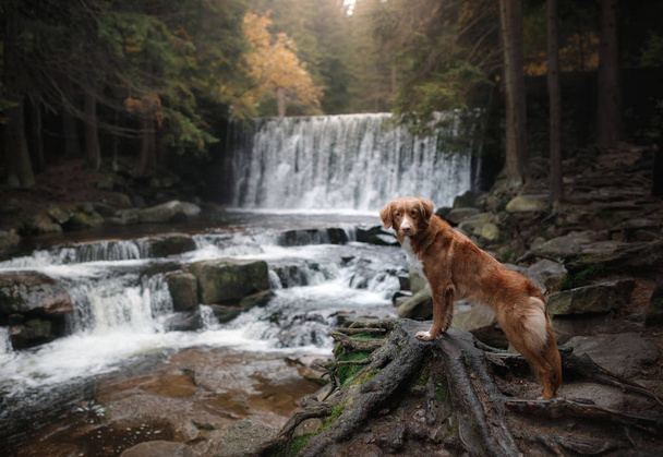 Cão junto à cascata. Pet na natureza pela água
 - Foto, Imagem