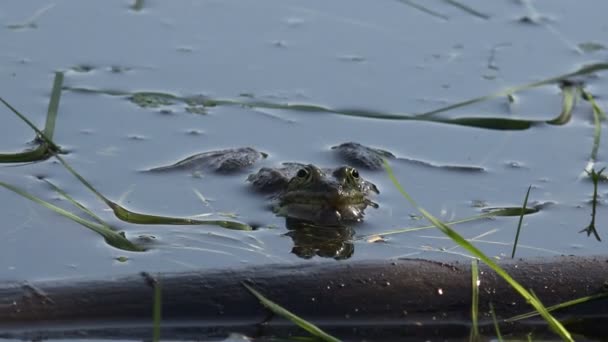 フォレスト池沼で爬虫類カエルの再生のためのアクティブな飼育ゲーム - 映像、動画