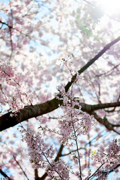 Fiori di ciliegio con cielo blu e sole
. - Foto, immagini