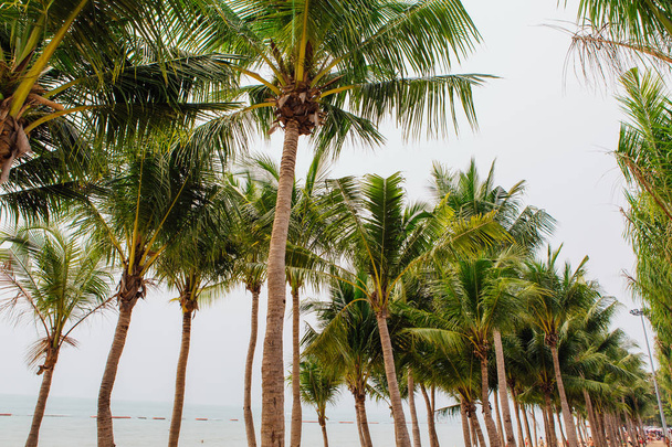 Coconut palm trees on the tropical beach - 写真・画像