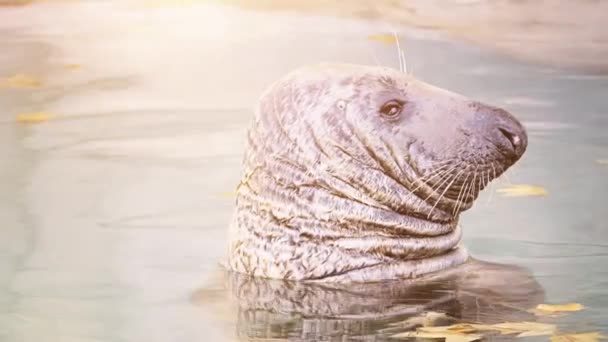 Grijze zeehond (Halichoerus grypus, verslaafd-nosed zee varken) is te vinden op beide oevers van de Noord-Atlantische Oceaan. Het is grote zegel van de familie der of true afdichtingen. - Video