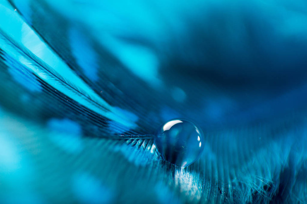 A abstract image of blue color fluffy feathers with one macro dew water drop, beautiful natural background. - Foto, Imagem