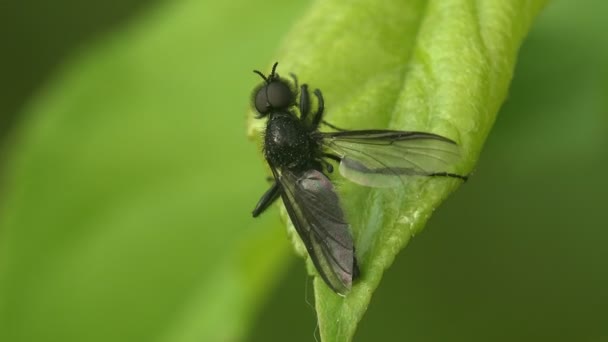 Insecte Bibionidae Les mouches de mars et les punaises d'amour sont une famille de mouches Diptères
 - Séquence, vidéo