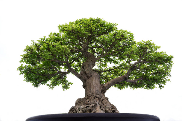 bonsai puu kattilassa valkoisella pohjalla. - Valokuva, kuva