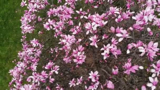 ピンクのマグノリアの木の花。トップダウンの空撮 - 映像、動画