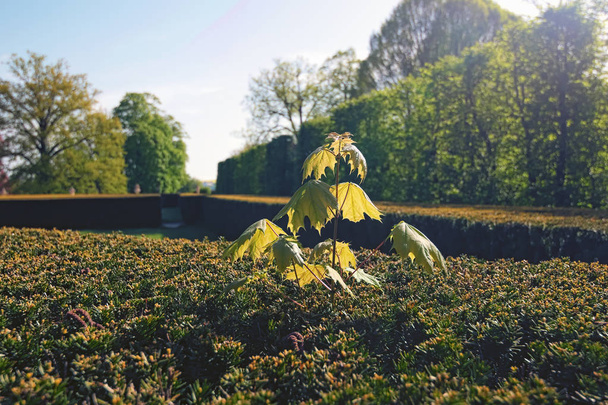 Une petite branche aux feuilles d'érable s'élève au-dessus des buissons. Jardin de Cesky Krumlov. République tchèque. Concept photo - Soyez vous-même, enfreindre les règles
.  - Photo, image