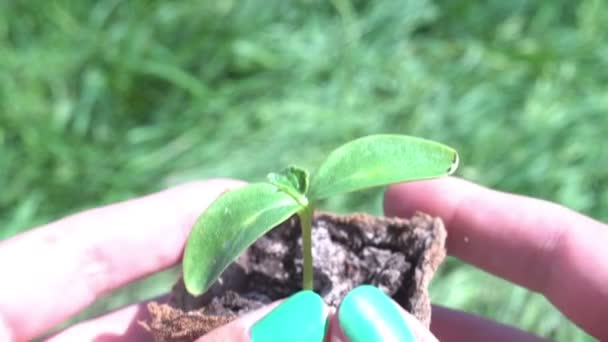 woman hand holding a little green tree plant,top view. - Video