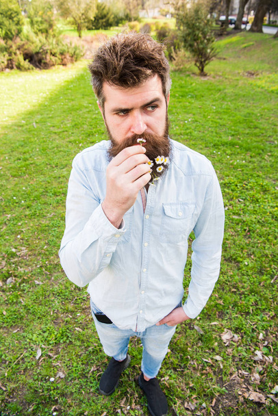 Hipster on calm face stand on grass, defocused. Natural beauty concept. Man with beard and mustache enjoy spring, sniffing flower, meadow background. Guy looks nicely with daisy flowers in beard - Фото, изображение