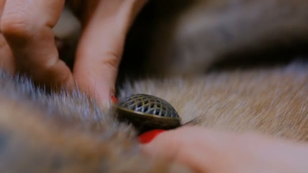 Kleermaker naaien knop van bontjas - Video