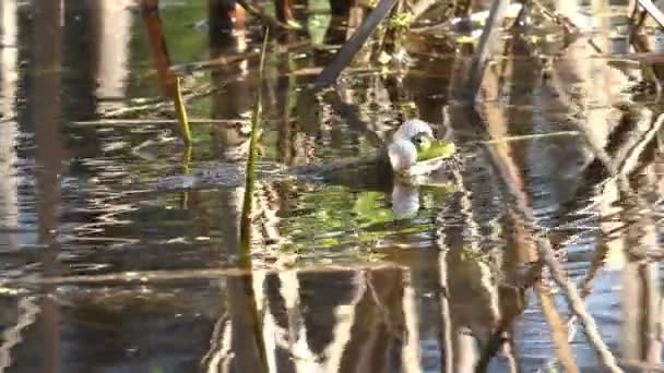 Active breeding games for reptile frog reproduction in swamp, in forest pond - Footage, Video