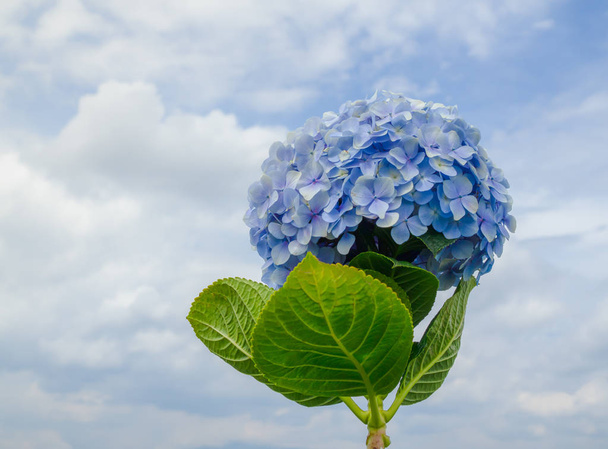 Krásná květina, květy hortenzie, hortenzie Macrophyll - Fotografie, Obrázek