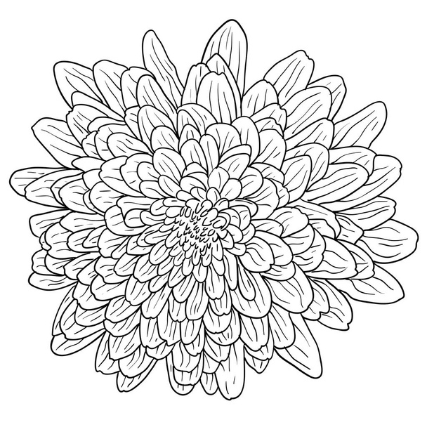 分離された美しいモノクロのスケッチは、黒と白のダリアの花 - ベクター画像