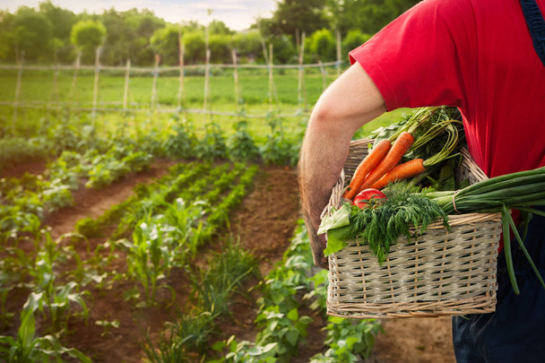 Man holding a basket full with fresh organic vegetables - Fotó, kép