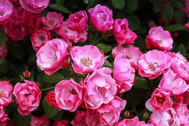 Close up of pink Rose flowers bush. - Photo, image