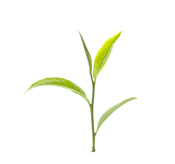 green tea leaf on white background - Fotoğraf, Görsel