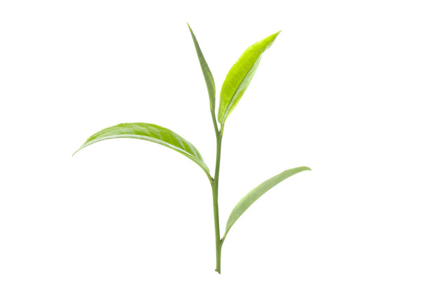 Зеленый чайный лист на белом фоне - Фото, изображение