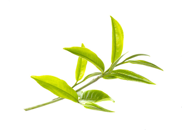 green tea leaf on white background - Фото, изображение