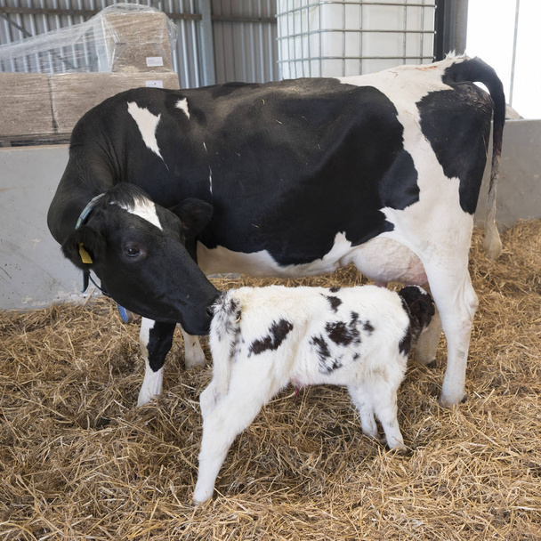 krowa matka i picia nowo narodzone cielę czarny-biały słomy wewnątrz stodoły holenderski farmy - Zdjęcie, obraz