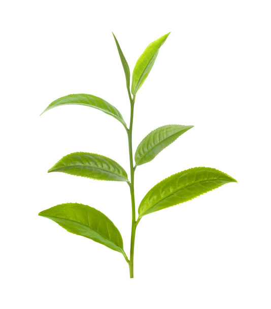 зеленый лист чая изолированы на белом фоне. - Фото, изображение