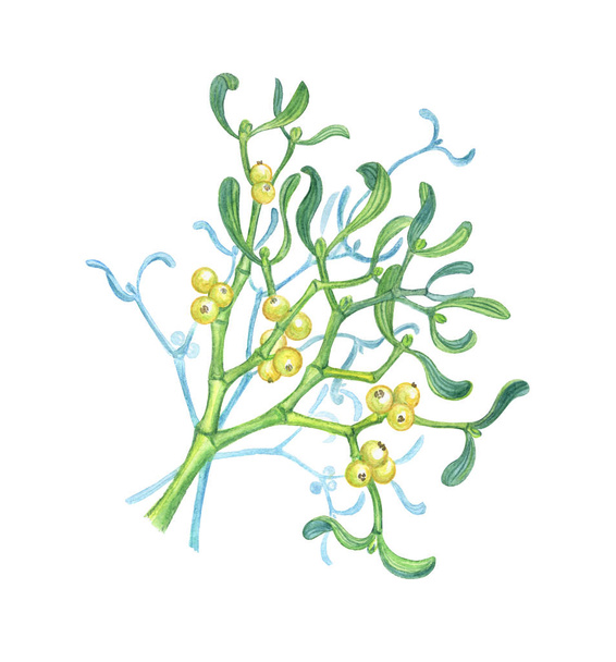 Bunch of mistletoe, watercolor painting on white background. - Photo, image