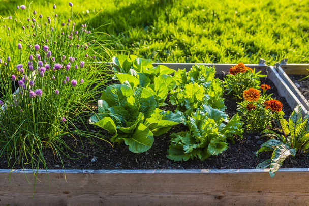 Young vegetables and flowers in wooden containers in the garden. - Photo, Image