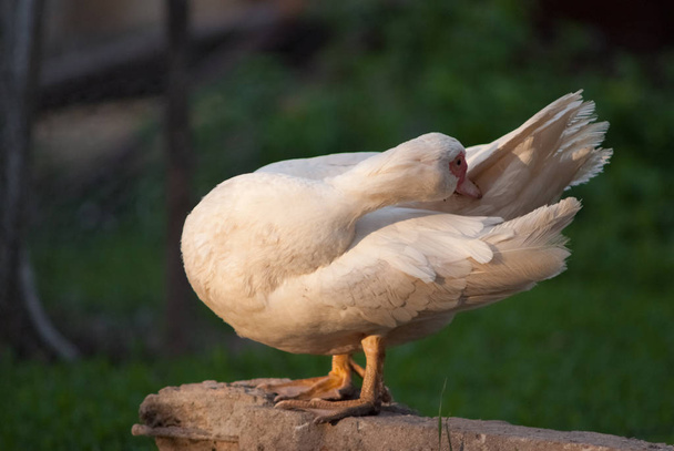 Kachní zblízka portrétní malba jako foto bílé labutě, kachny - Fotografie, Obrázek
