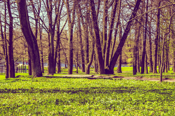 Primavera dia ensolarado parque
 - Foto, Imagem