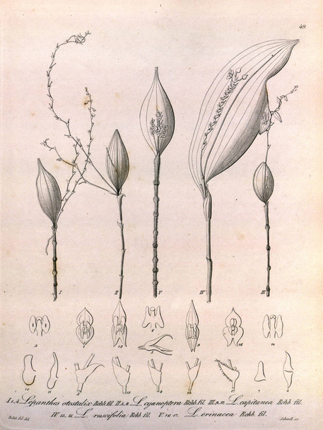 Illustration of plant. Retro picture - Photo, Image