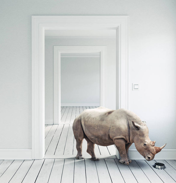 Rhino en chambre blanche comme animal domestique
. - Photo, image