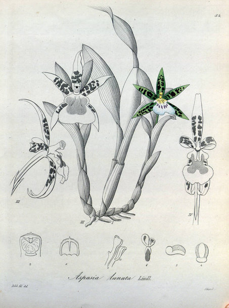 Illustration of plant. Retro picture - Photo, Image